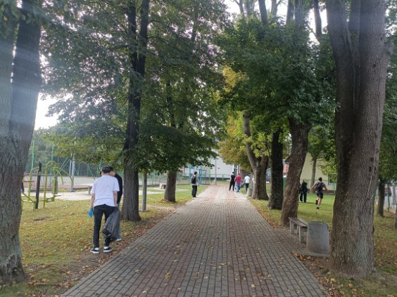 Uczniowie sprzątają alejkę wśród drzew.
